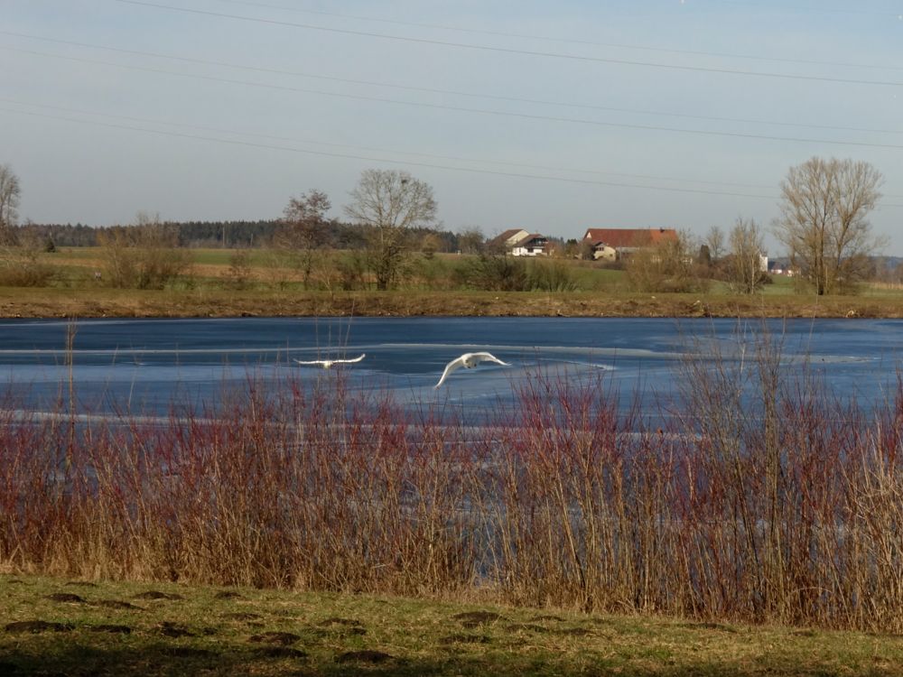 fliegende Schwäne