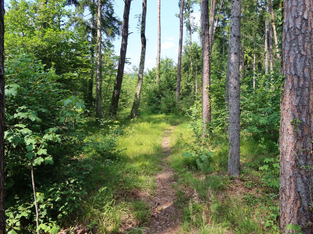 Waldpfad