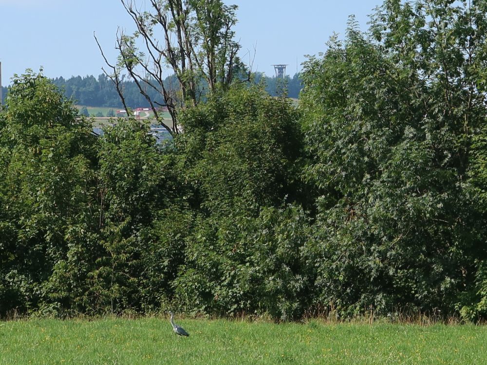 Reiher und Wiler Turm