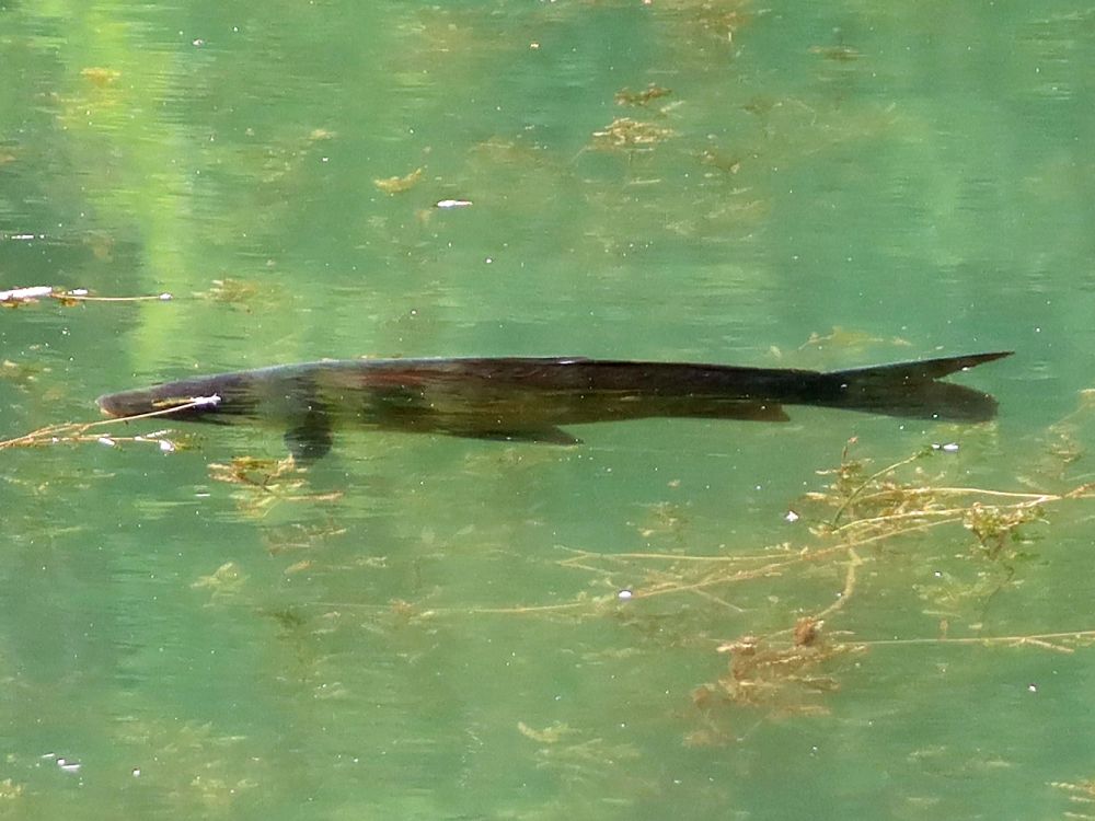 Fisch im Mühleweiher
