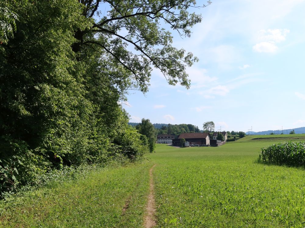 Wiesenpfad bei Schwarzenbach