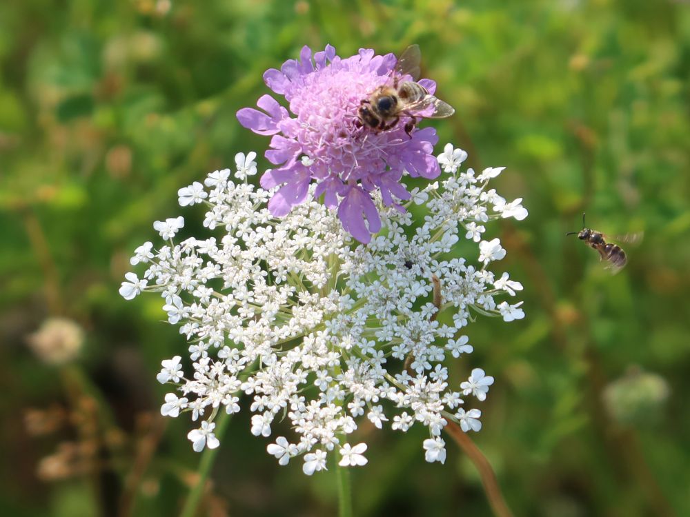 Blüten und Insekten