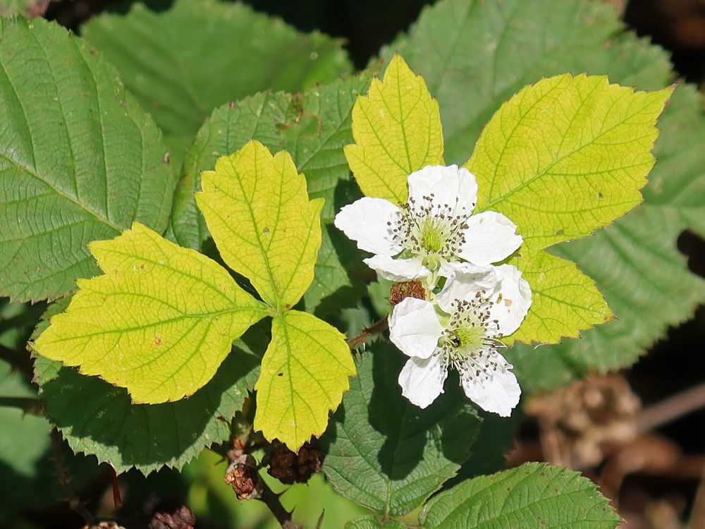 Brombeerblüten