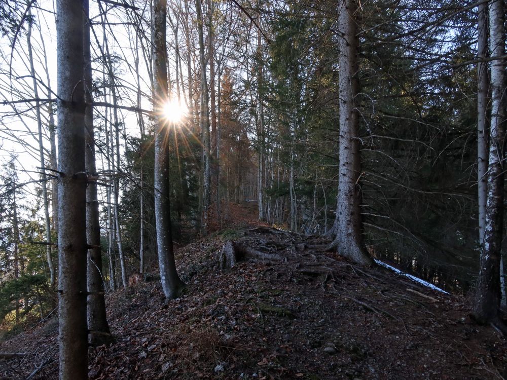 Gratweg im Gegenlicht