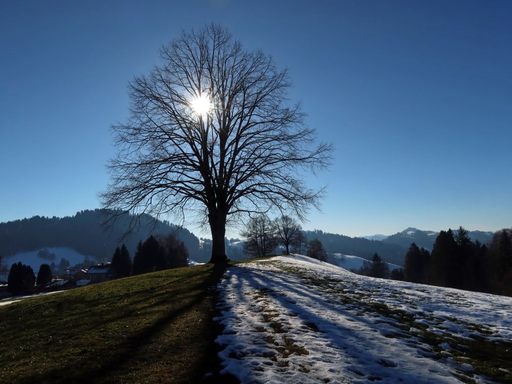 Baum im Gegenlicht