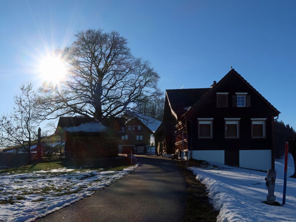 Höngg im Gegenlicht