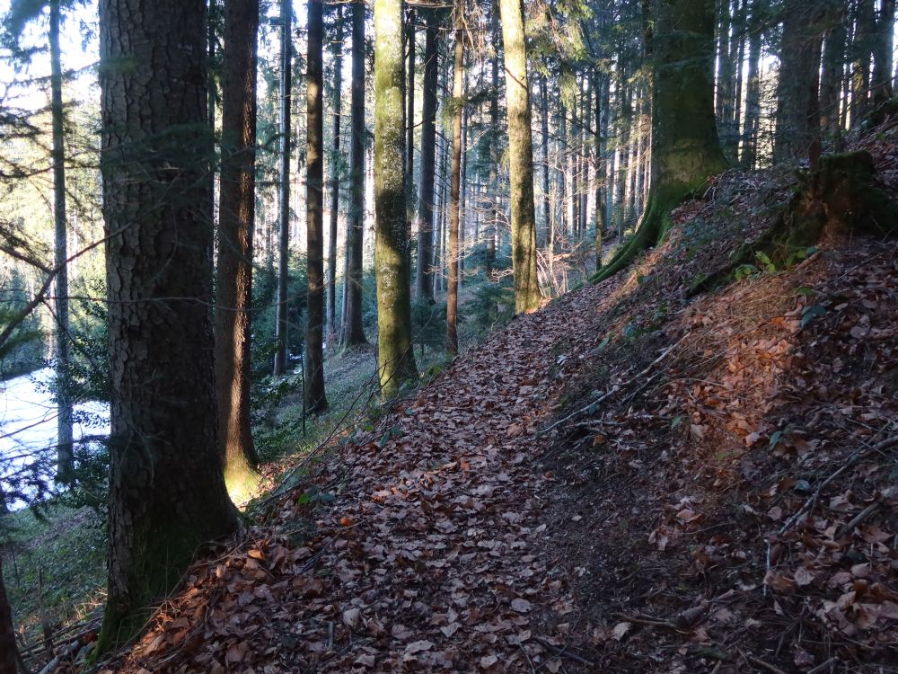 Waldpfad am Schindelboden