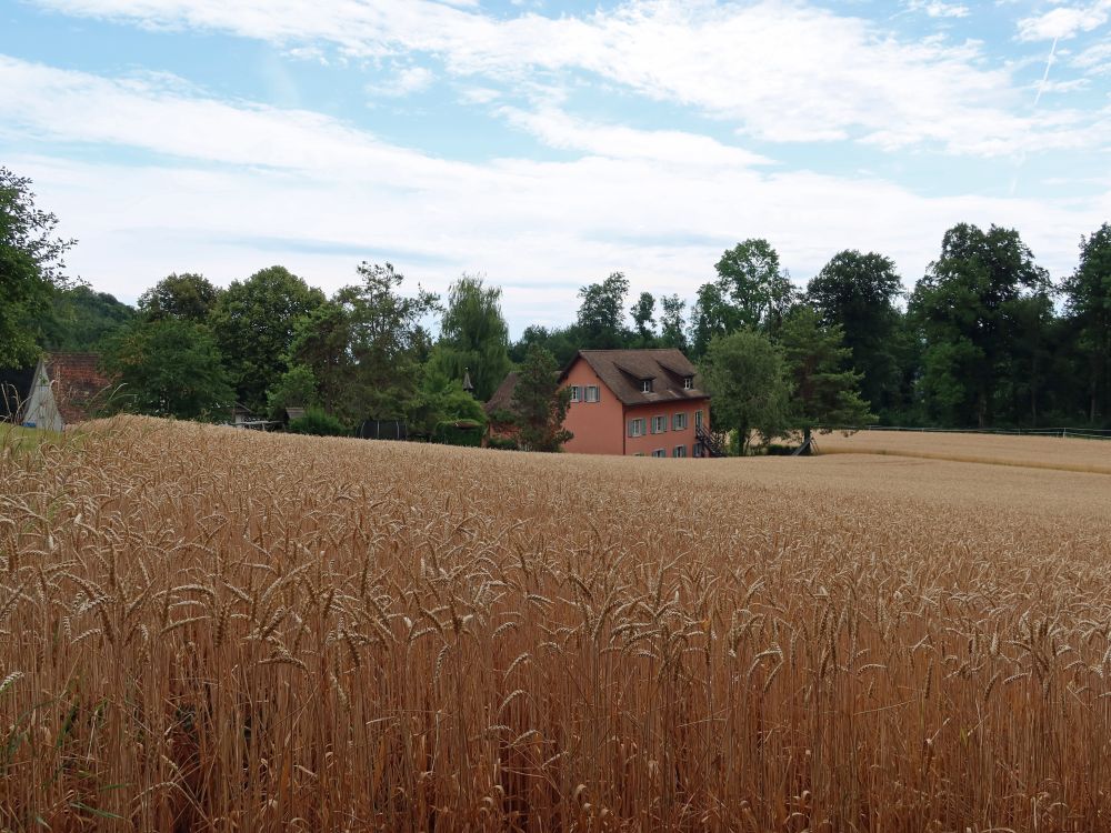 Kornfeld beim Fohrenhof
