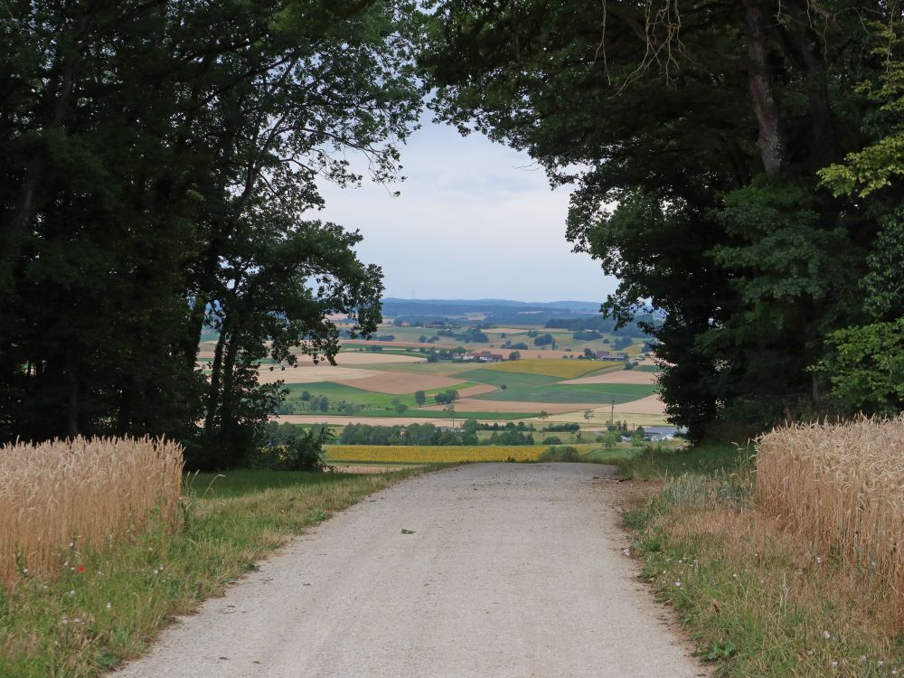 Weg durch die Baumlücke