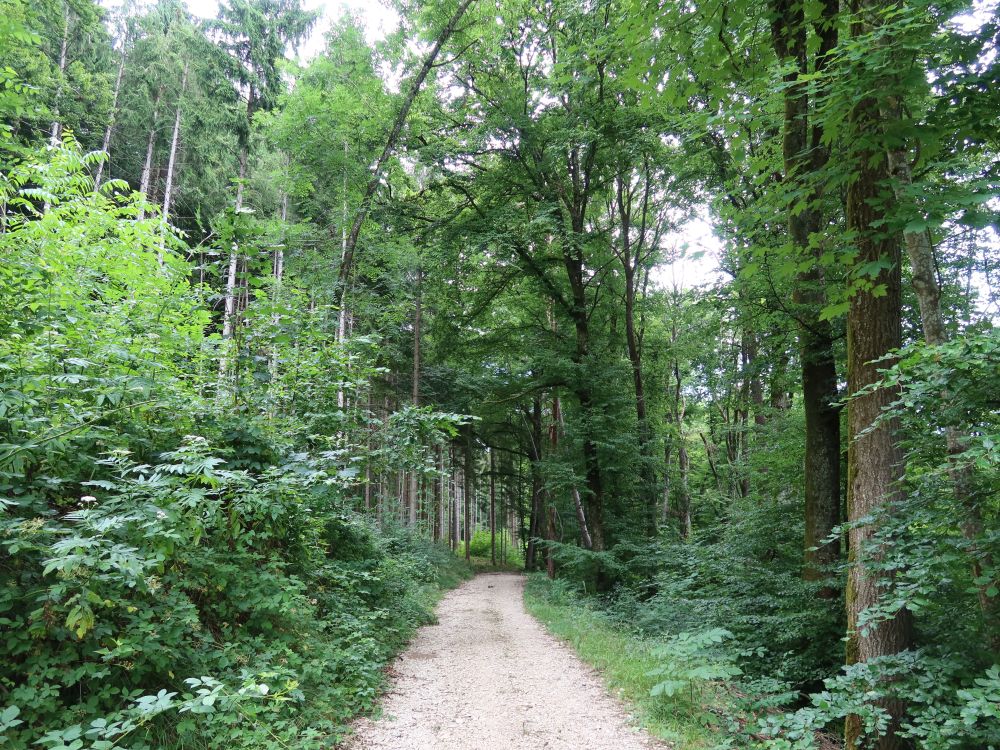 Waldweg