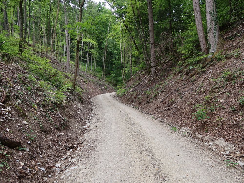 Waldweg