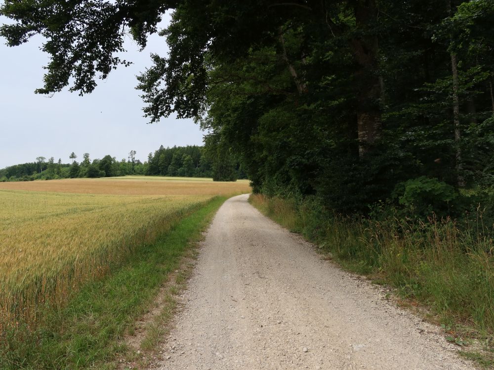 Weg am Waldrand