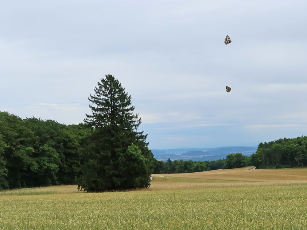 flegende Schmetterlinge