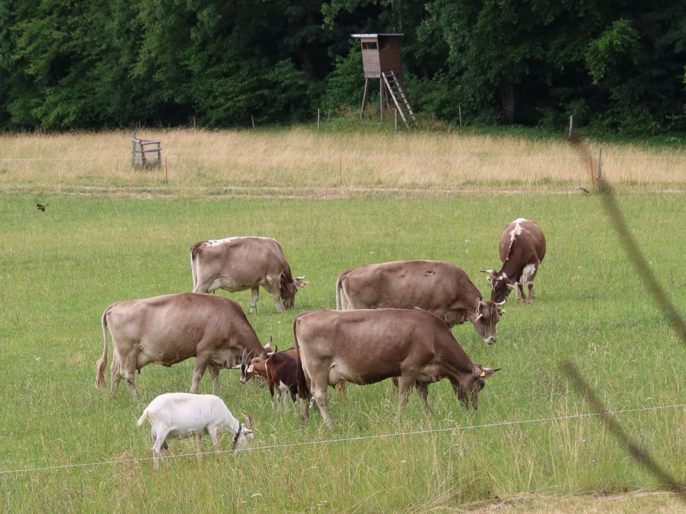 Hühe und Ziegen