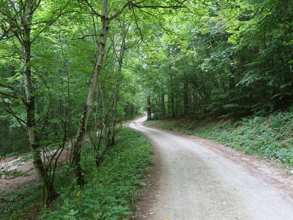 Waldweg