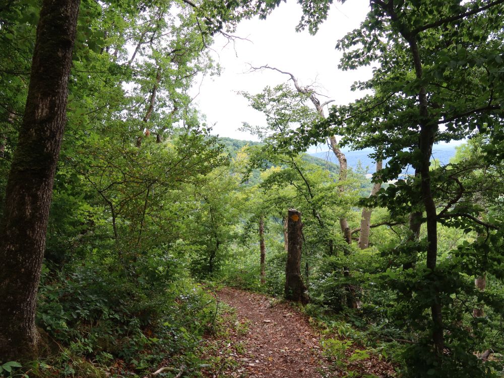 Waldpfad