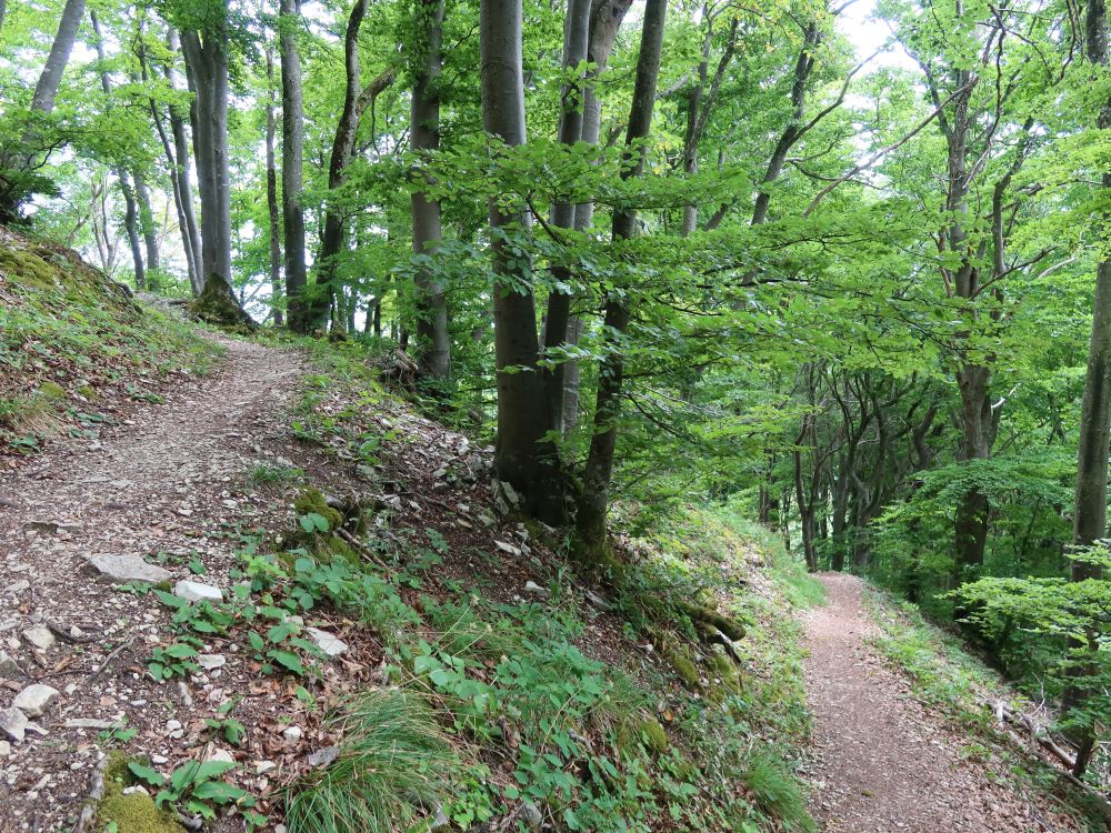 Waldpfad