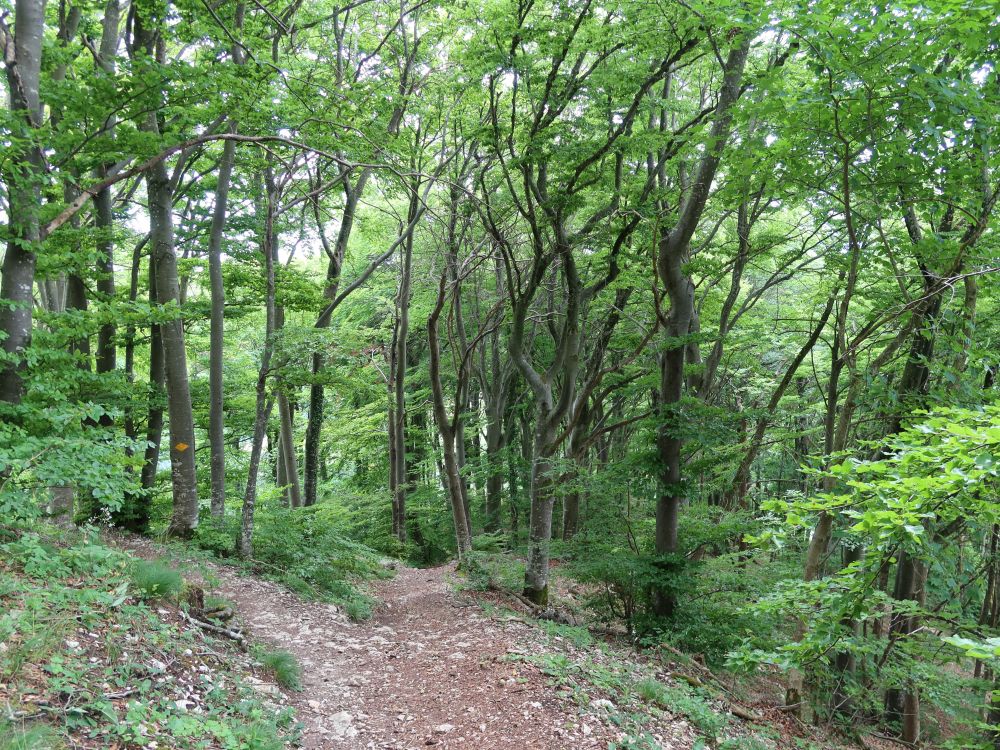 Waldpfad