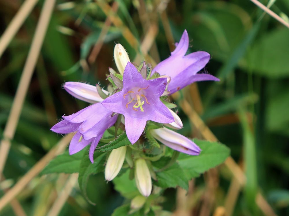 Glockenblume