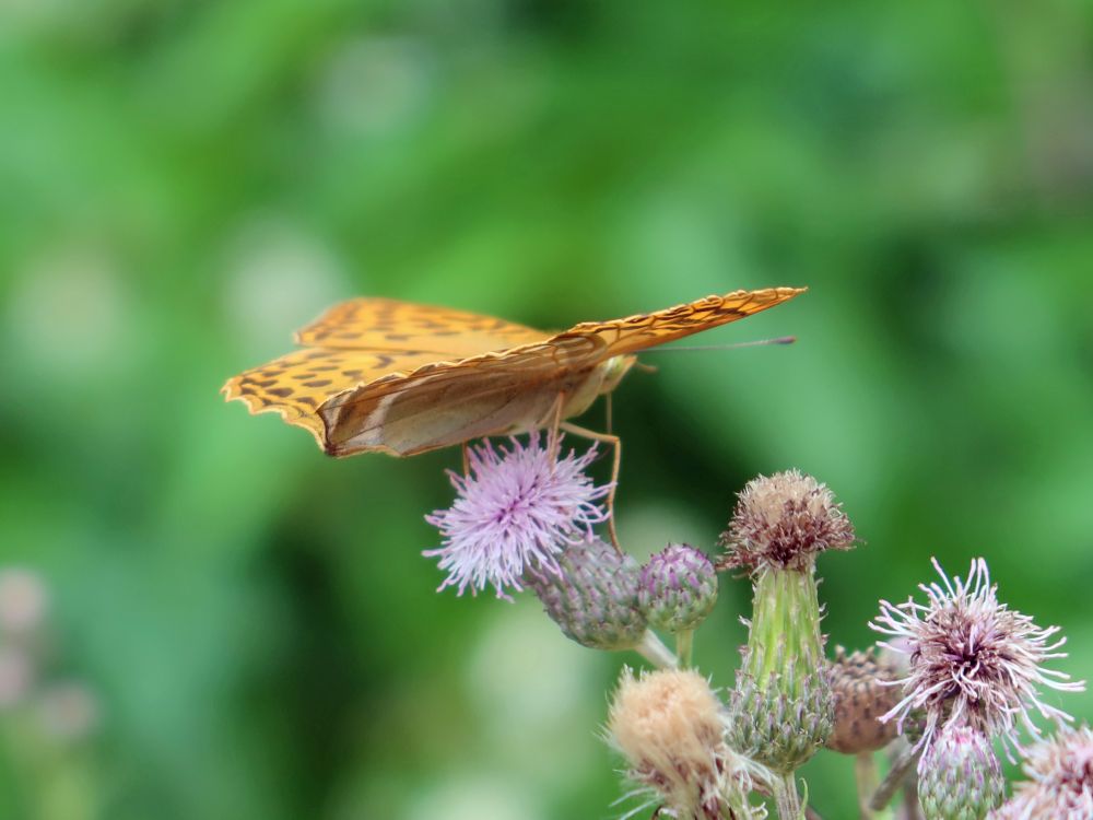 Schmetterling Perlmuttfalter