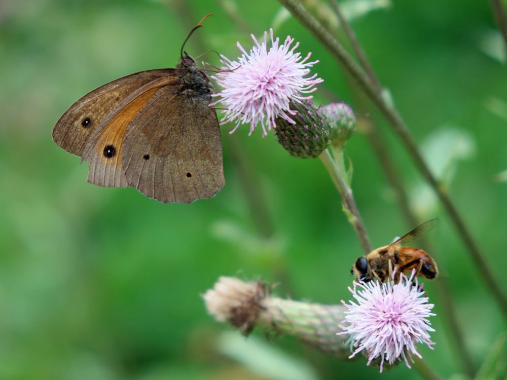 Schmetterling Ochsenauge