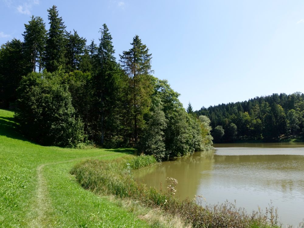 Pfad am Teufenbachweiher