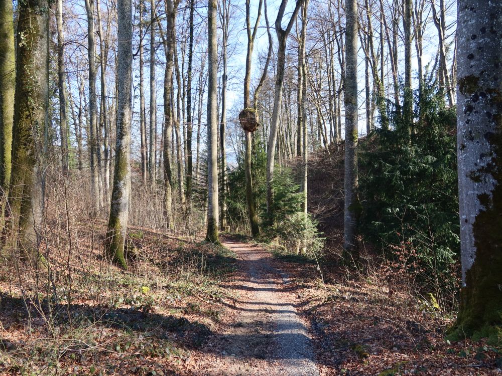 Pfad im Wesenmattobel