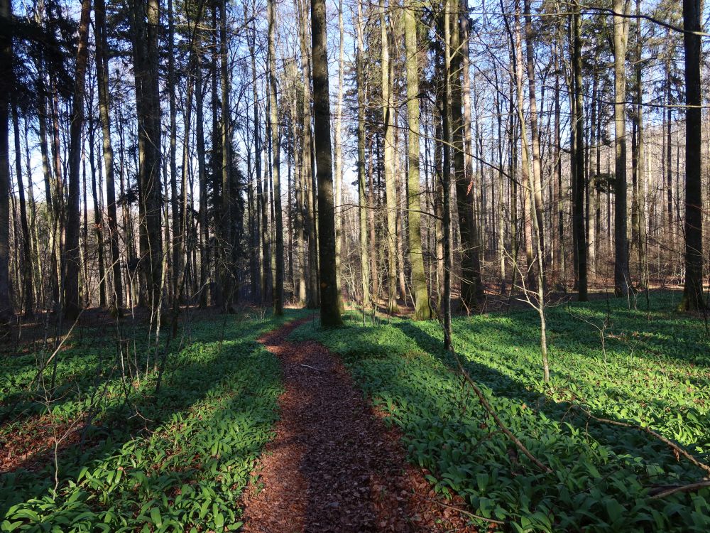 Pfad im Sihlwald