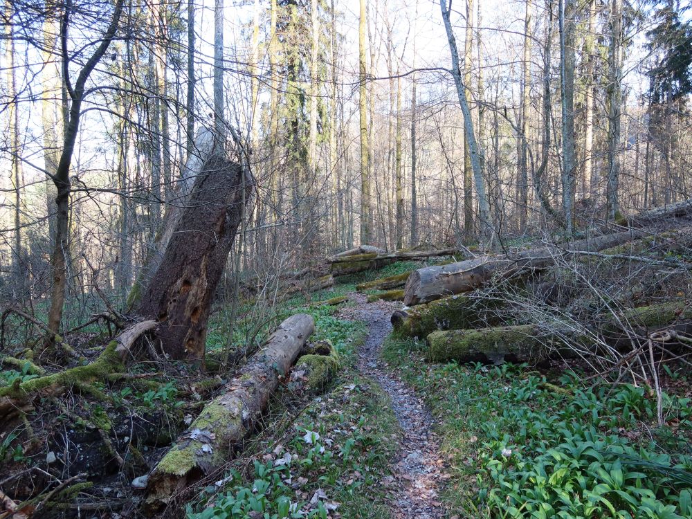 Pfad im Sihlwald