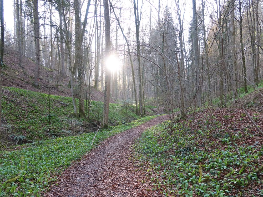 Pfad im Sihlwald