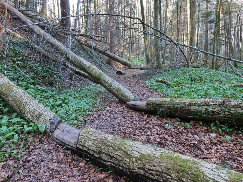 Pfad im Sihlwald