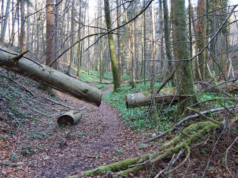 Pfad im Sihlwald