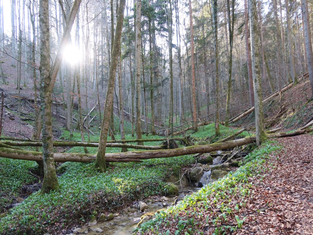 Pfad im Sihlwald