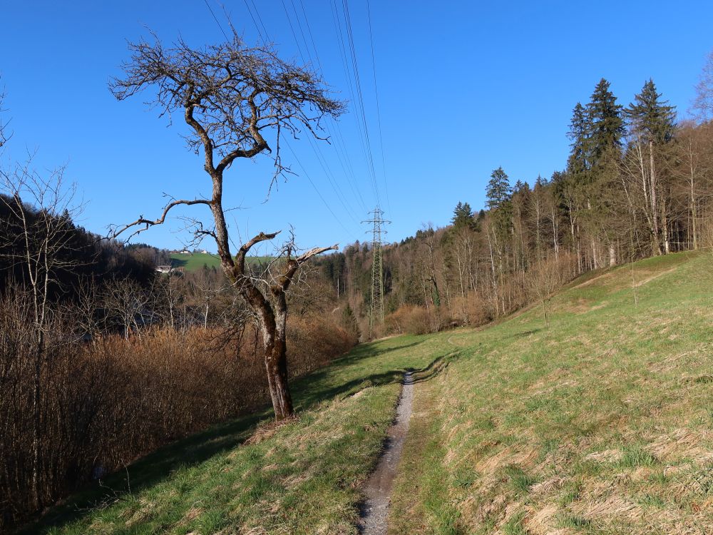 Wiesenpfad