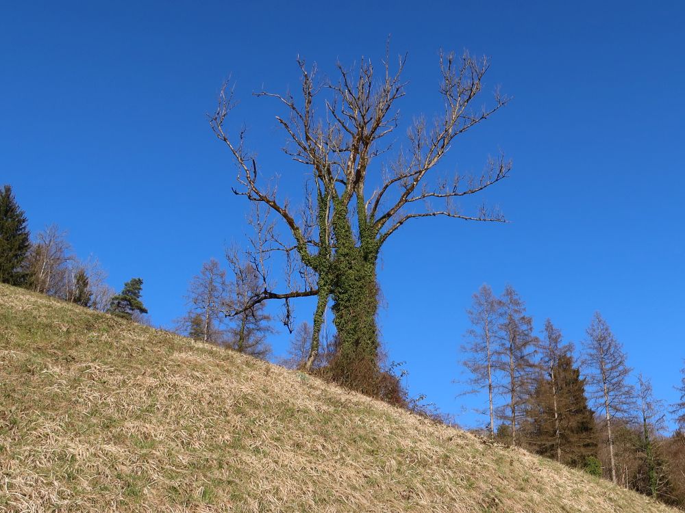Efeu am Kahlen Baum