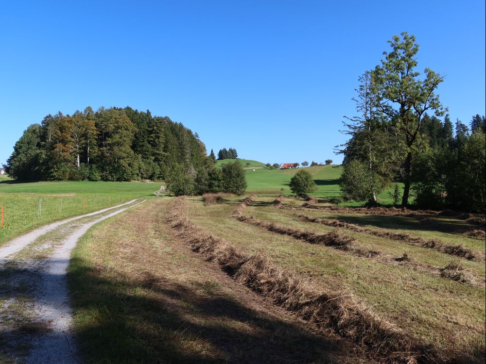 Neubadholz und Heuernte