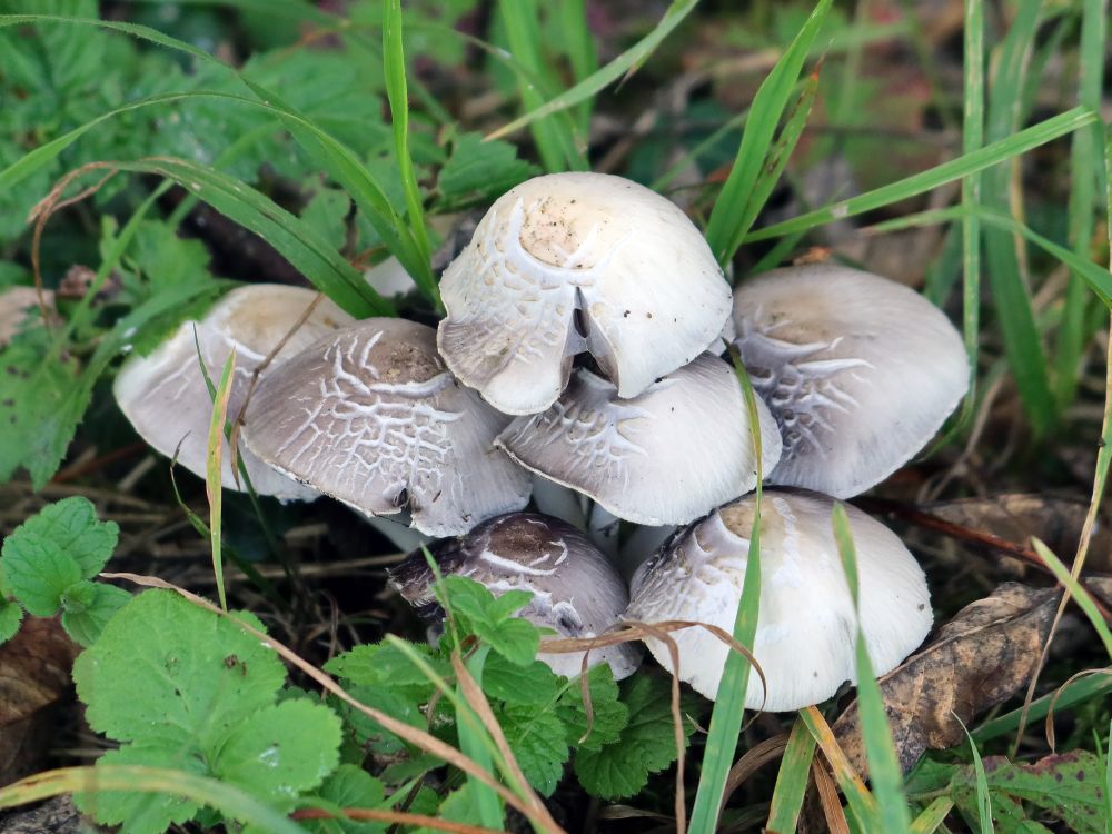 Pilze