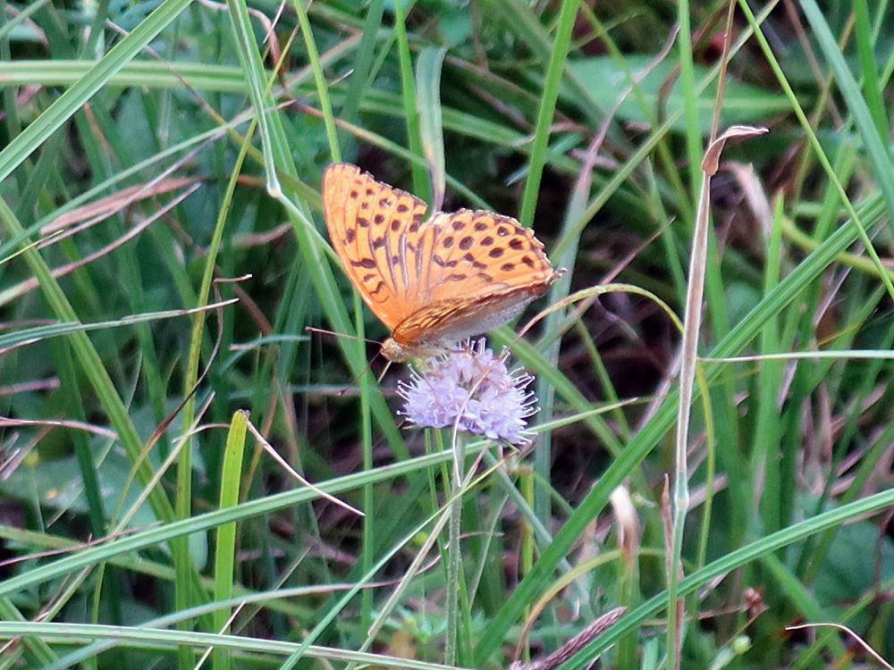 Schmetterling Perlmuttfalter