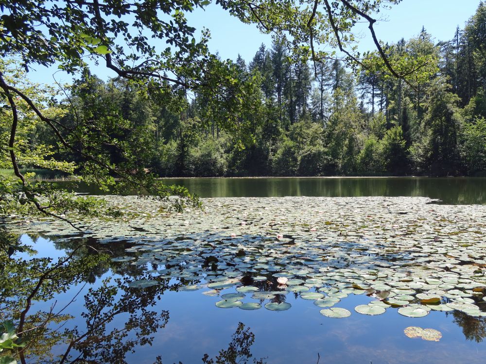 Waldweiher