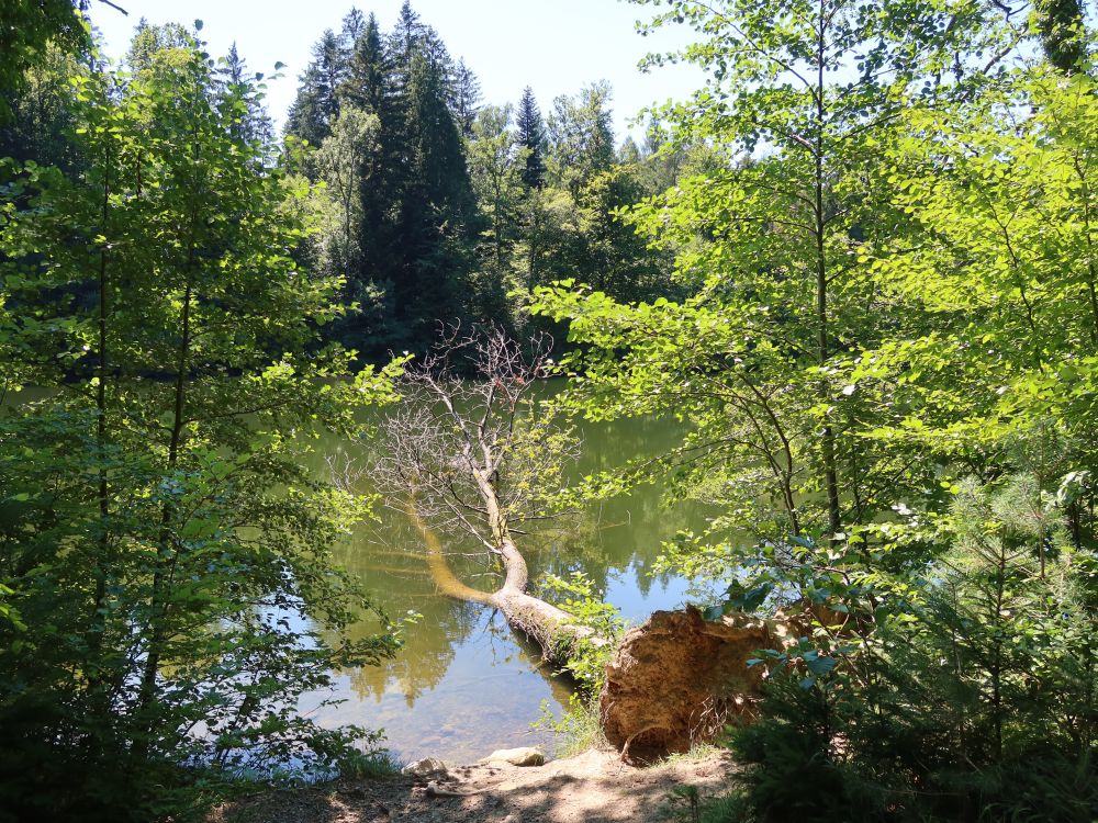 toter Baum im Waldweiher