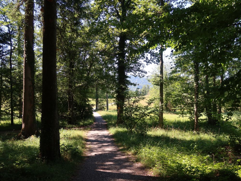 Wanderweg beim Weiermoos