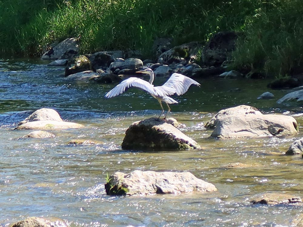 Reiher