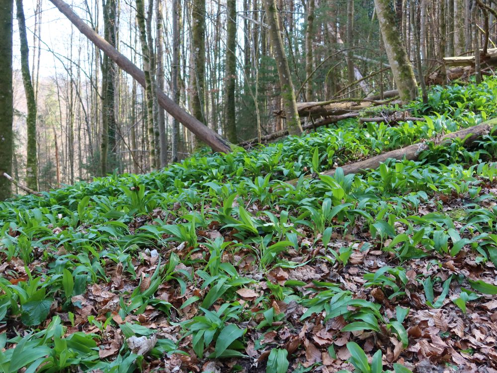 Bärlauchteppich