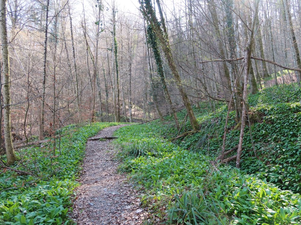 Waldpfad zwischen Bärlauch