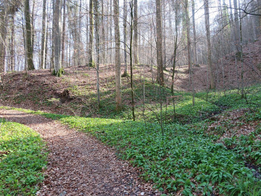 Waldpfad zwischen Bärlauch