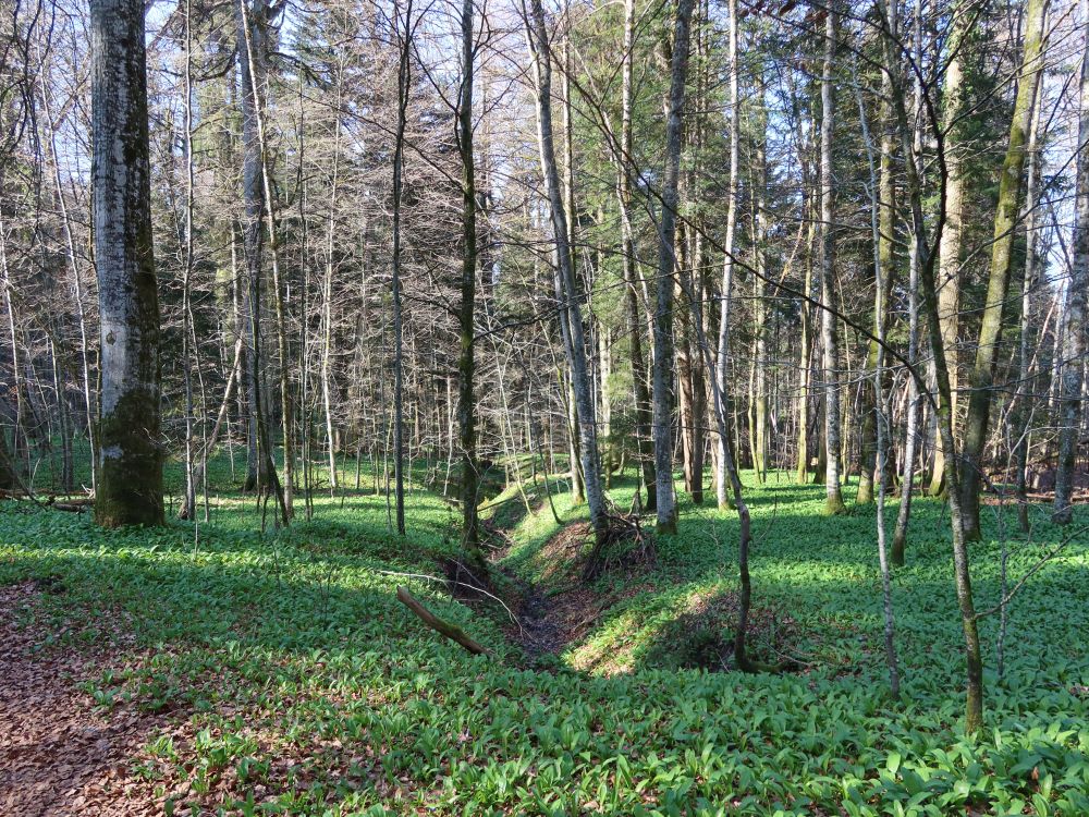 Bärlauchteppich