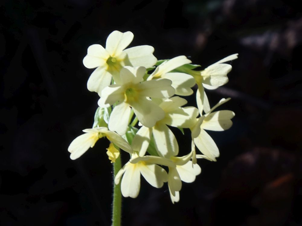 Schlüsselblume