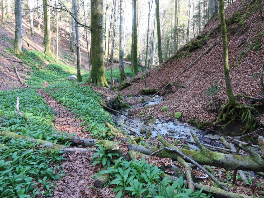 Pfad am Eichbach