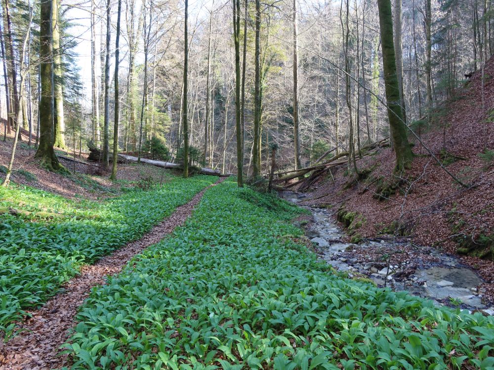 Pfad am Eichbach
