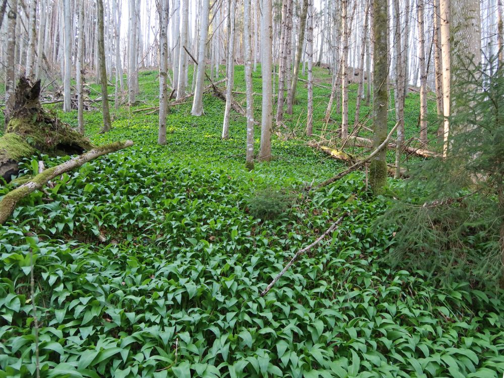 Bärlauchteppich